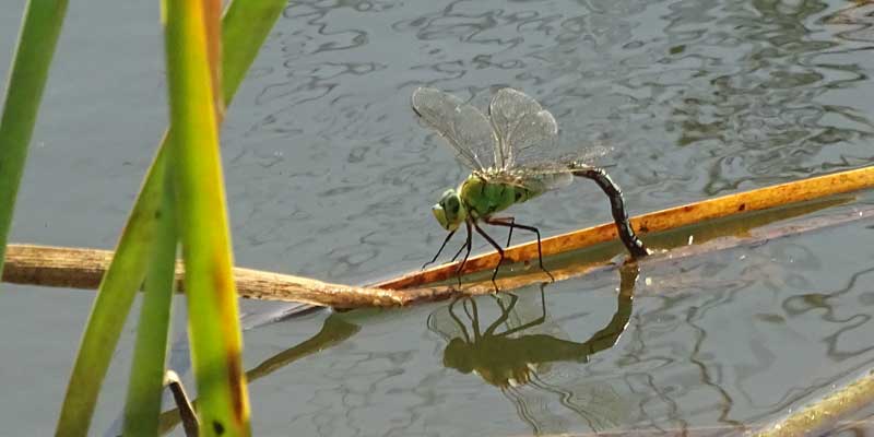 female Emperor dragonfly ovipositing in the river