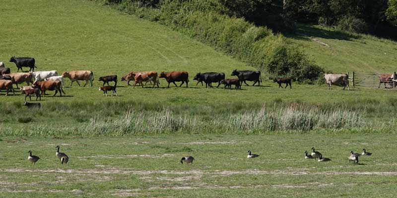 view of cattle and geese in the fields south of the river