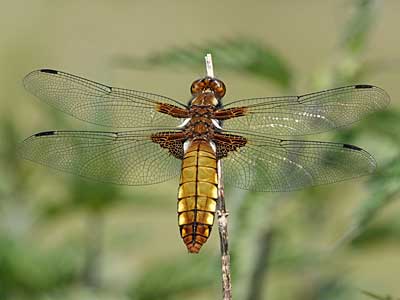 Broad-bodied Chaser – female