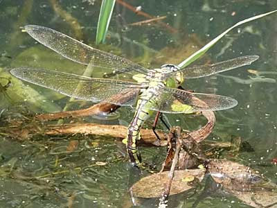 Emperor Dragonfly – female