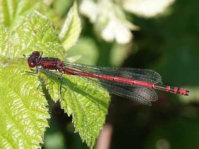 Large Red Damselfly – male