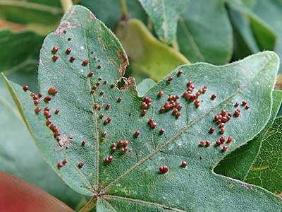 Gall mites on Field Maple