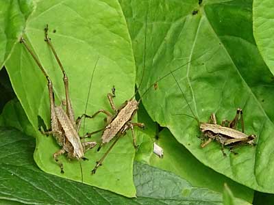 Dark Bush Cricket (nymph)