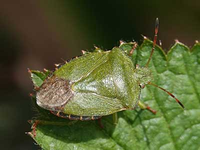 Green Shield Bug