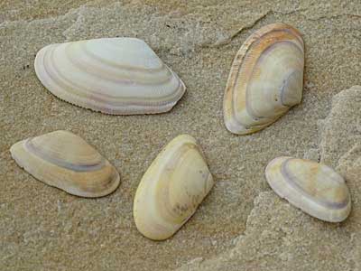 Banded Wedge Shell