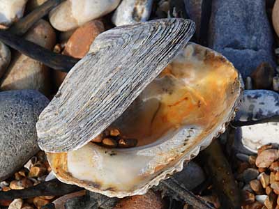 Common Oyster