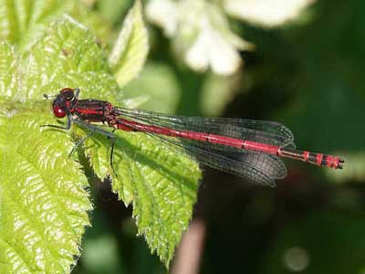 large red damsel