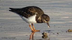 turnstone