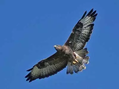 xbuzzard