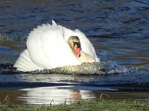 180211 swan1