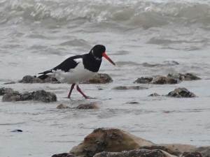181202 oystercatcher