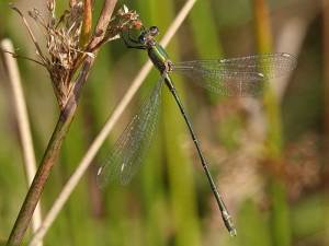 200912 Willow Emerald