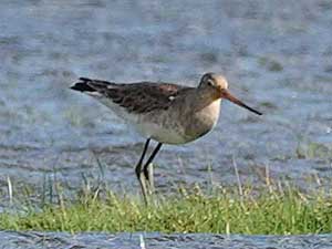 220407 black tailed godwit